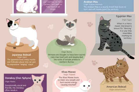 Map: A Cavalcade of Cats: the many breeds of cats, their origins, and quick cat facts