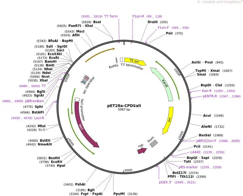 Map: Addgeneplasmid38252Sequence48329Map