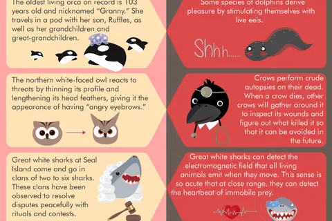 Map: Animal Facts: Cute vs Terrifying