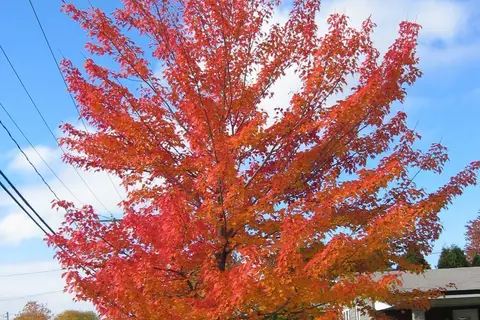 Map: Canadian Maple