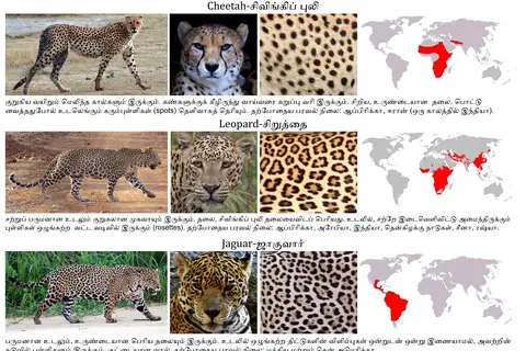 Map: Cheetah vs Leopard vs Jaguar Comparison with Map