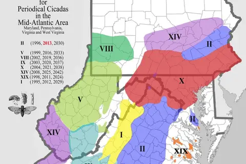 Map: Cicada Brood Distributions in the Mid-Atlantic Area