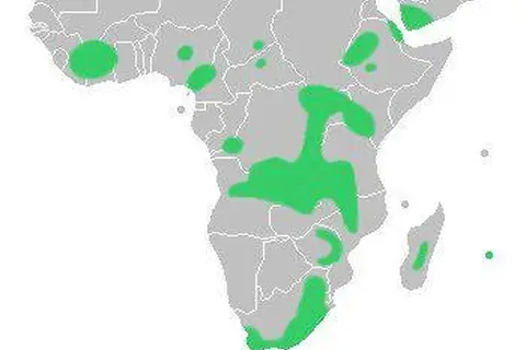 Map: Disa Distribution Map