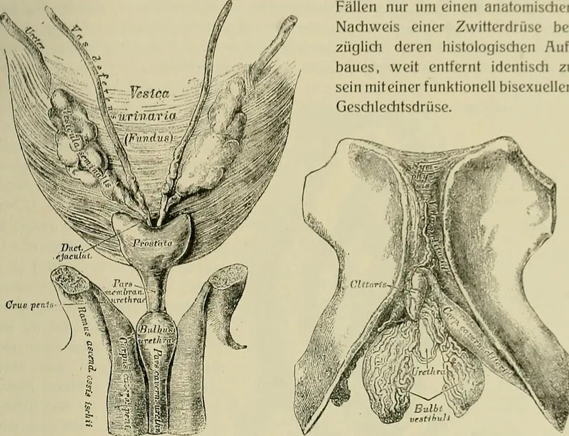 Map: Hermaphroditismus Beim Menschen 1908 14597140957