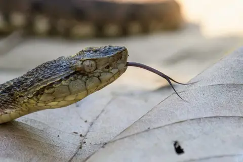 Map: How to Survive a Deadly Snake Bite