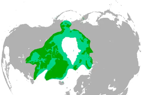 Map: Polar Bear Range Map