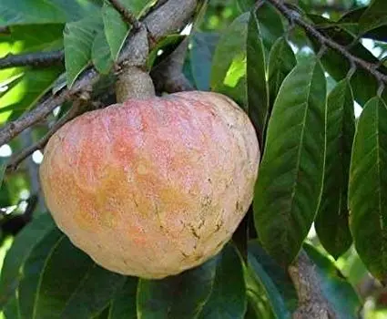 Map: Ramaphalam on Tree