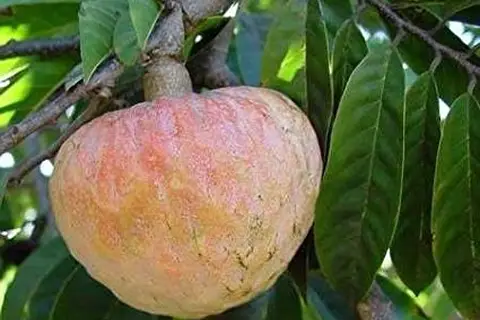 Map: Ramaphalam on Tree