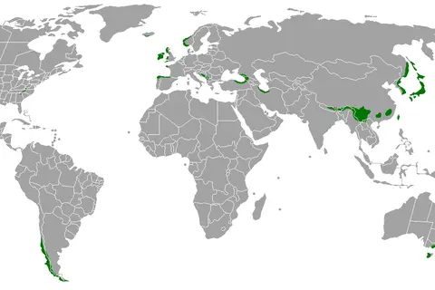 Map: Temperate Rainforest Map